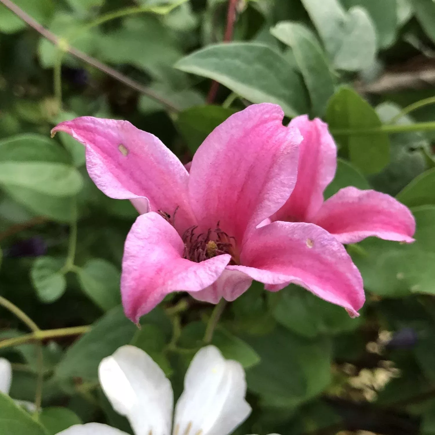 texensis-princess-diana-clematis 'Texensis Princess Diana' Clematis