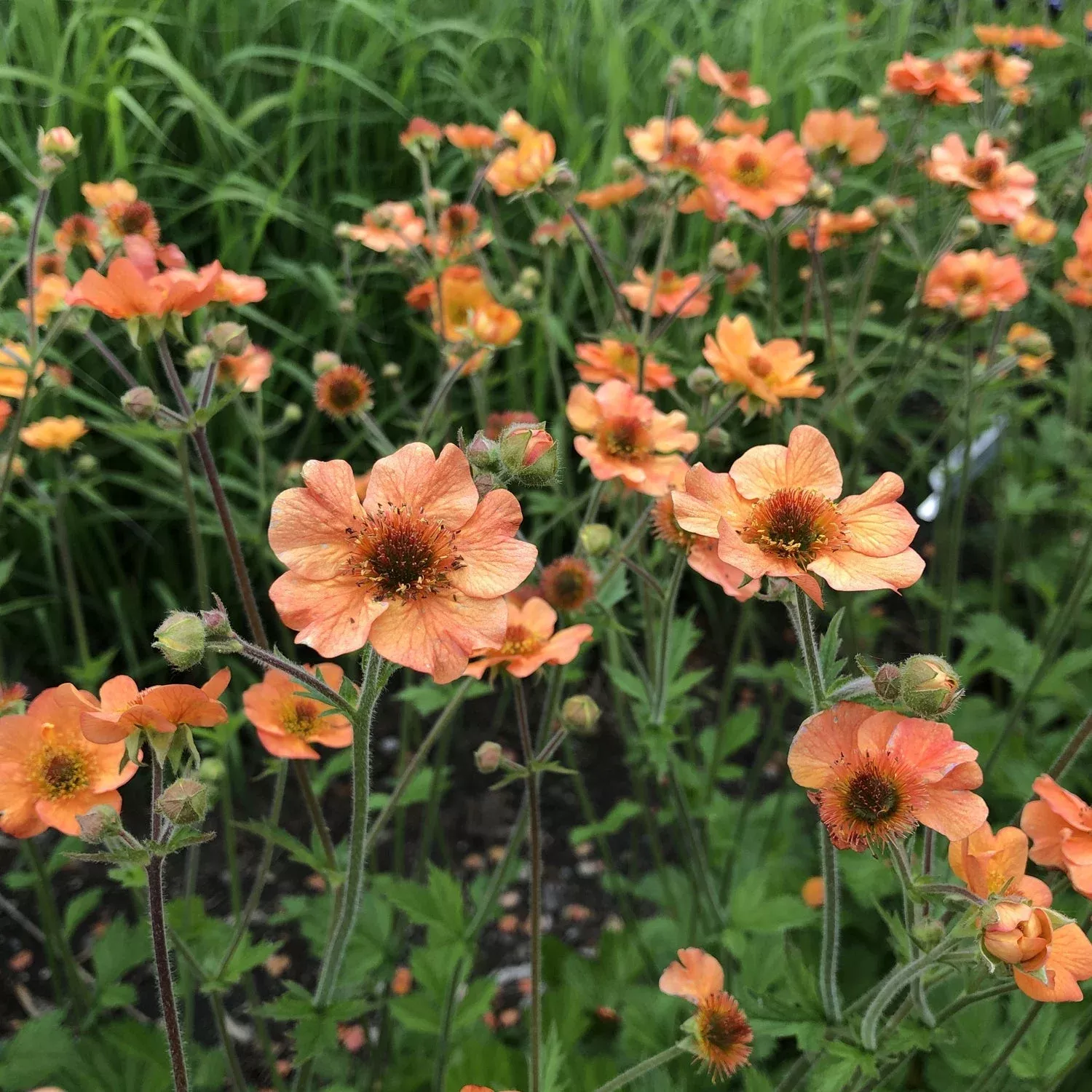 totally-tangerine-avens-geum 'Totally Tangerine' Avens (Geum)