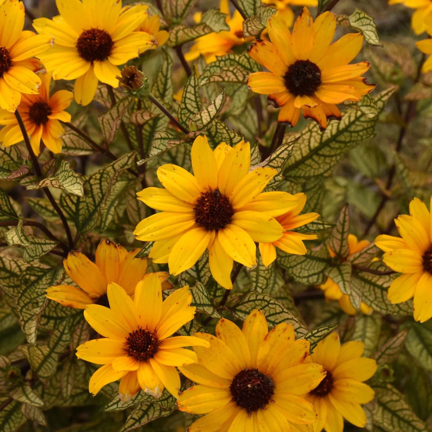 touch-blush-false-sunflower-heliopsis 'Touch of Blush' False Sunflower (Heliopsis)