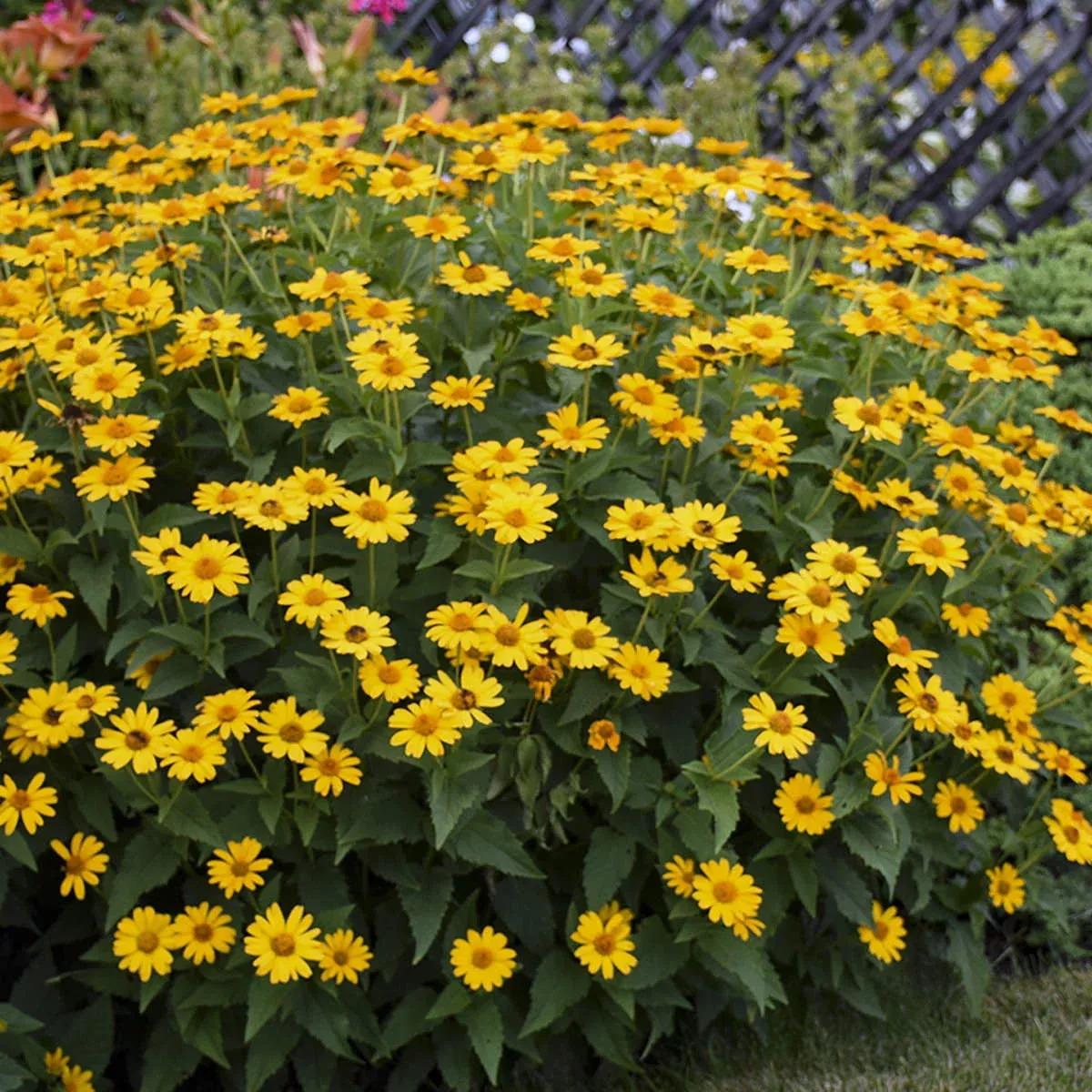 tuscan-sun-false-sunflower-heliopsis 'Tuscan Sun' False Sunflower (Heliopsis)