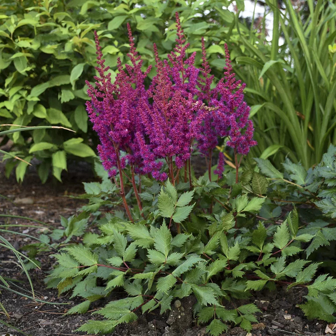 vision-in-red-chinese-astilbe 'Vision in Red' Chinese Astilbe
