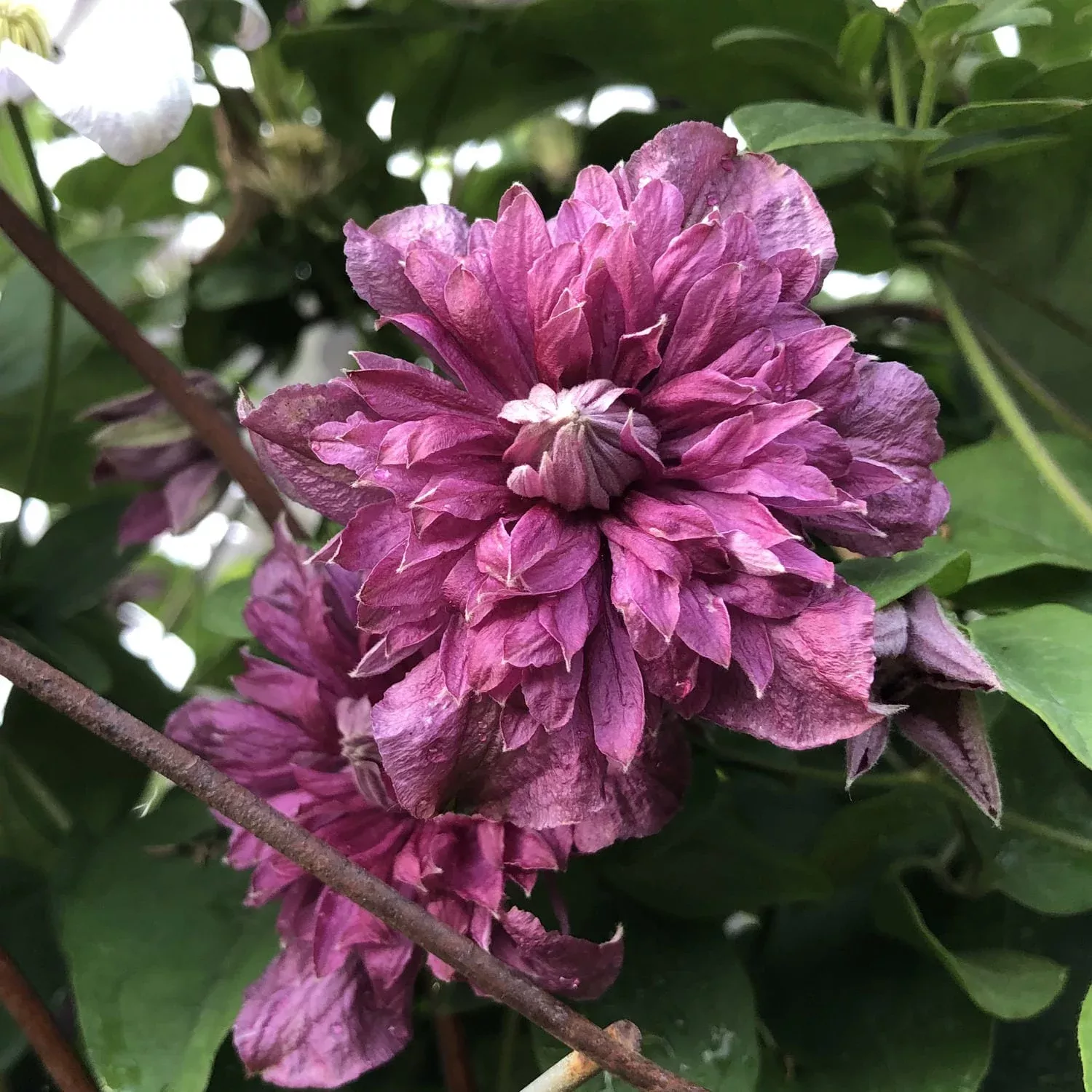 viticella-purpurea-plena-elegans-clematis 'Viticella Purpurea Plena Elegans' Clematis