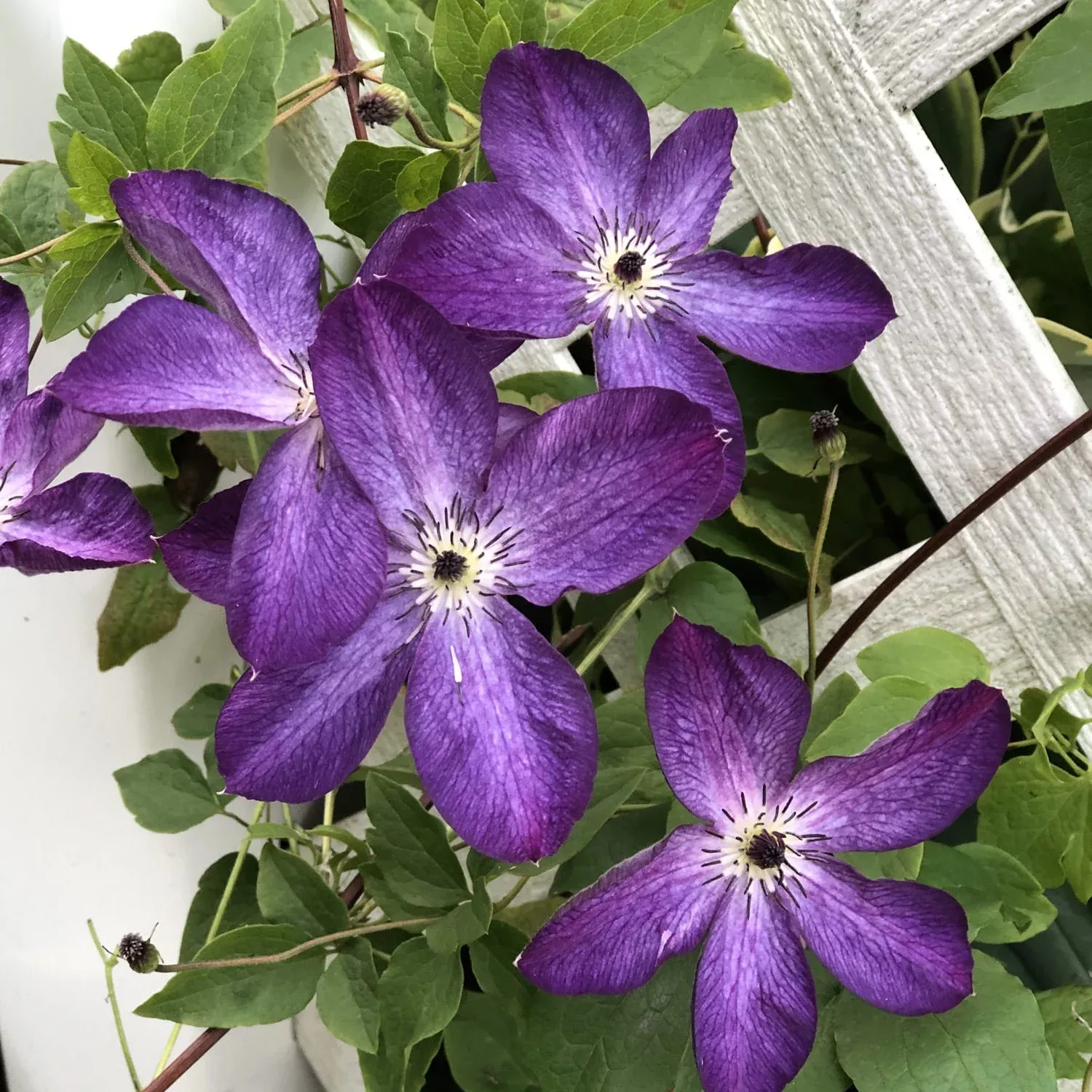 viticella-venosa-violacea-clematis 'Viticella Venosa Violacea' Clematis