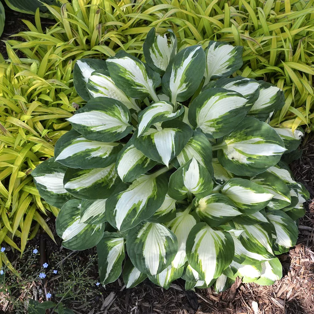 vulcan-hosta 'Vulcan' Hosta