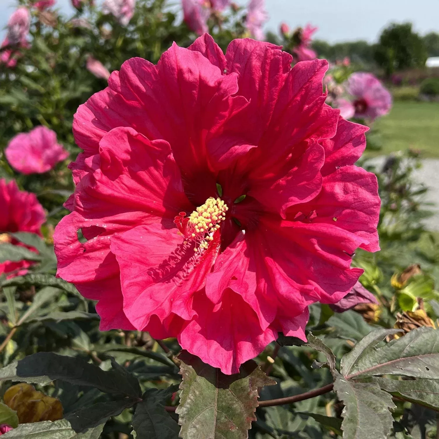 watermelon-ruffles-rose-mallow-hibiscus 'Watermelon Ruffles' Rose Mallow (Hibiscus)