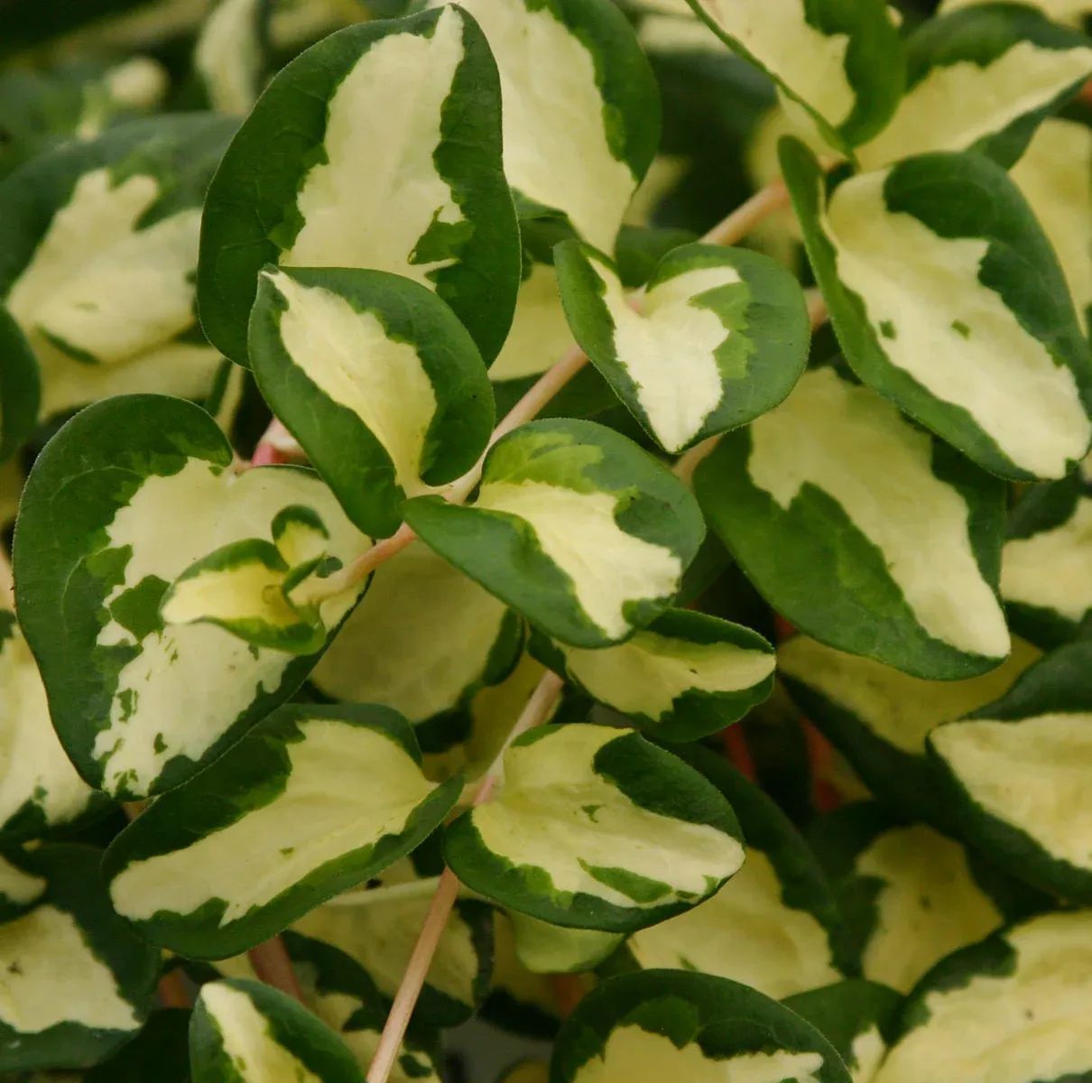 wojo-s-jem-vinca-vine-vinca 'Wojo's Jem' Vinca Vine (Vinca)