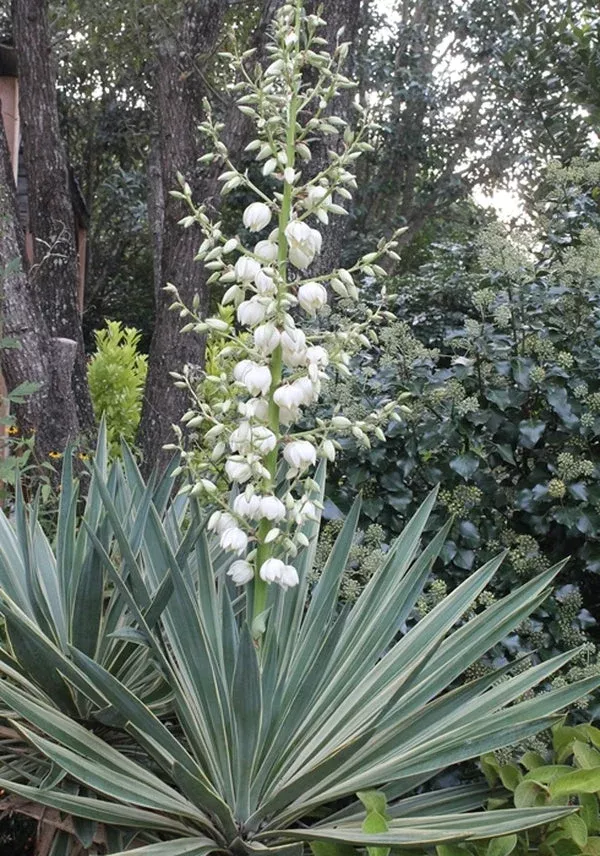 yucca-gloriosa-variegata Yucca gloriosa 'Variegata'