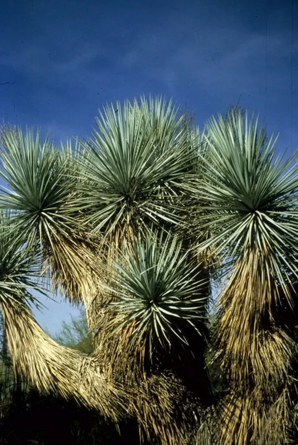 yucca-rigida Yucca rigida