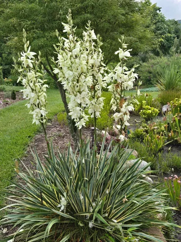 yucca-smalliana-bright-edge Yucca smalliana 'Bright Edge'
