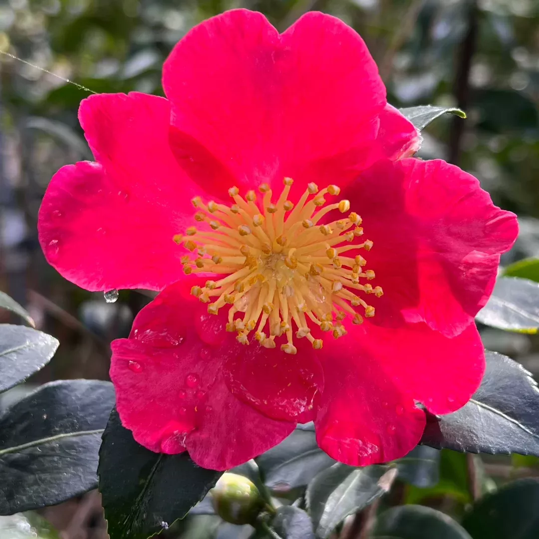 yuletide-camellia-brilliant-red-blooms-wi Yuletide Camellia – Brilliant Red Blooms wi