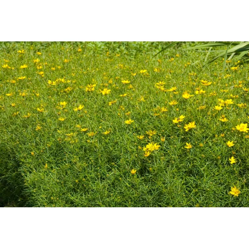 zagreb-coreopsis-1-gallon Zagreb Coreopsis-1 Gallon
