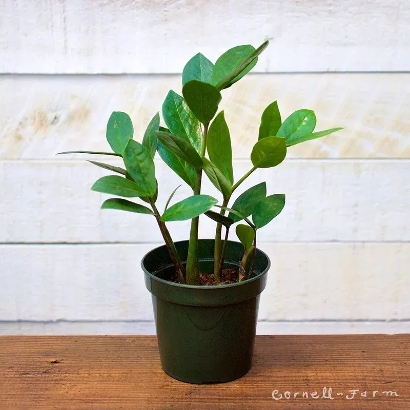 zamioculcas-zamiifolia-4in-zz-plant Zamioculcas zamiifolia 4in ZZ Plant