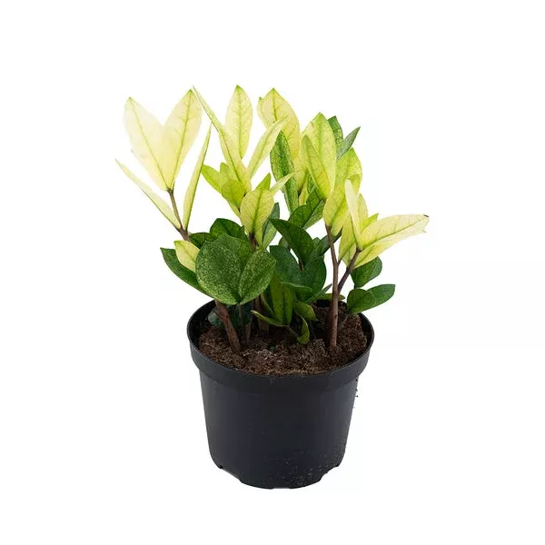zamioculcas-zz-plant-chameleon Zamioculcas/ZZ Plant Chameleon