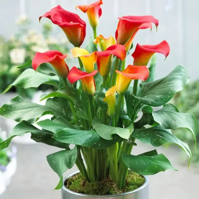 zantedeschia-captain-fuego-calla-lily-bulbs Zantedeschia ‘Captain Fuego’ Calla Lily Bulbs