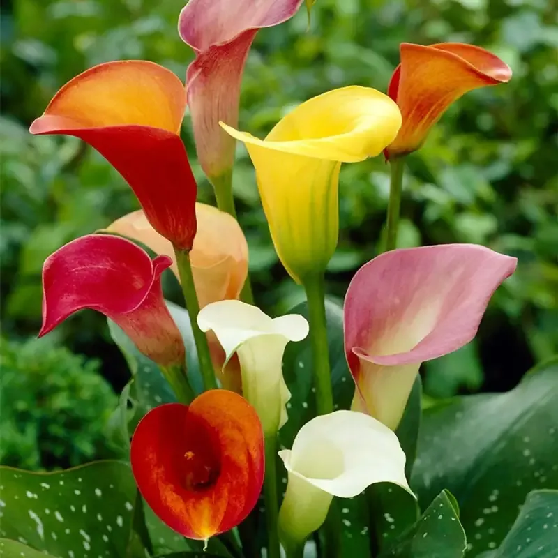 zantedeschia-mixed-calla-lily-bulbs Zantedeschia Mixed Calla Lily Bulbs