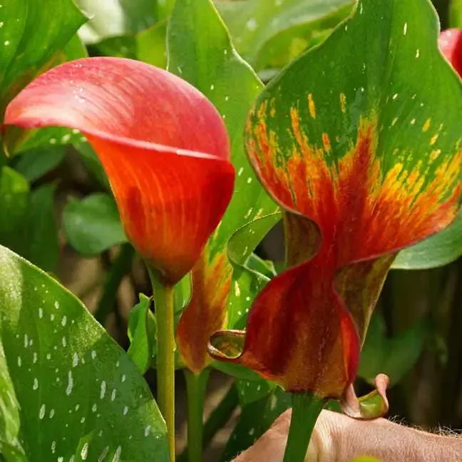 zantedeschia-red-alert Zantedeschia ‘Red Alert’