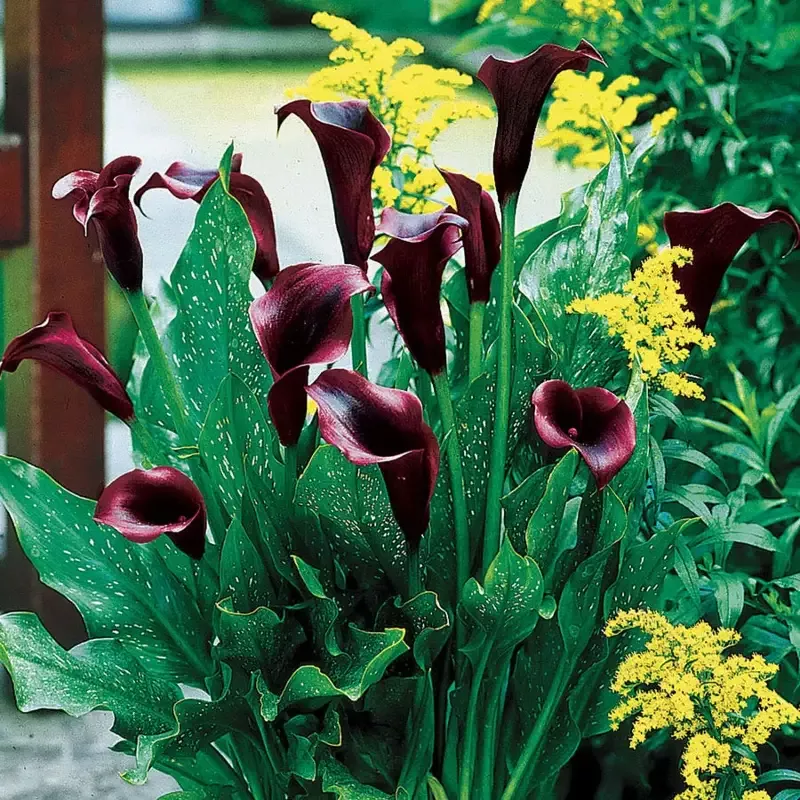 zantedeschia-schwarzwalder-calla-lily-bulb Zantedeschia ‘Schwarzwalder’ Calla Lily Bulb