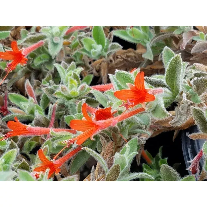 zauschneria-californica-epilobium-canum Zauschneria californica, Epilobium canum
