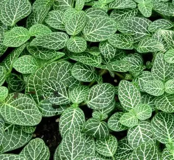 zebrano-nerve-plant Zebrano Nerve Plant