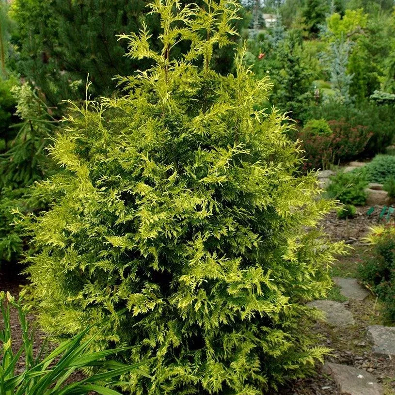 zebrina-extra-gold-arborvitae Zebrina Extra Gold Arborvitae