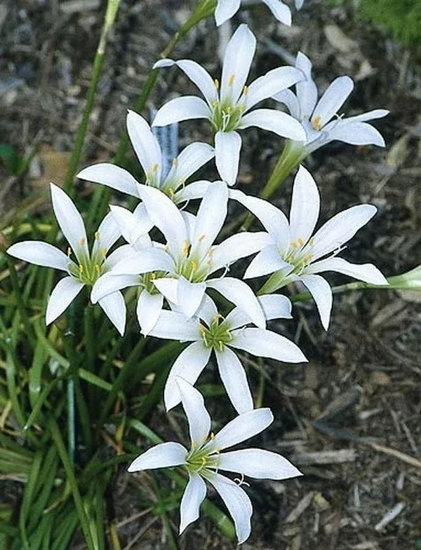 zephyranthes-atamasca Zephyranthes atamasca