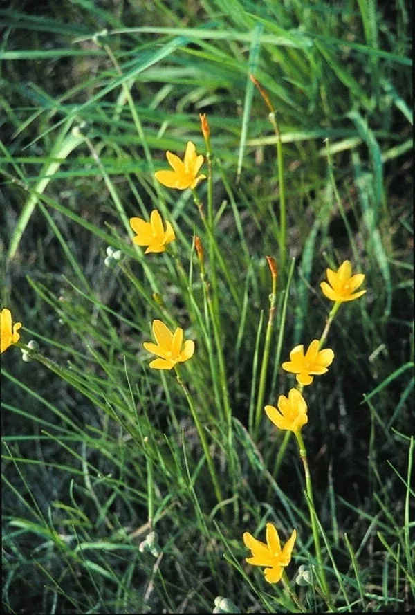 zephyranthes-jonesii-coll-a1t-038 Zephyranthes jonesii coll. #A1T-038