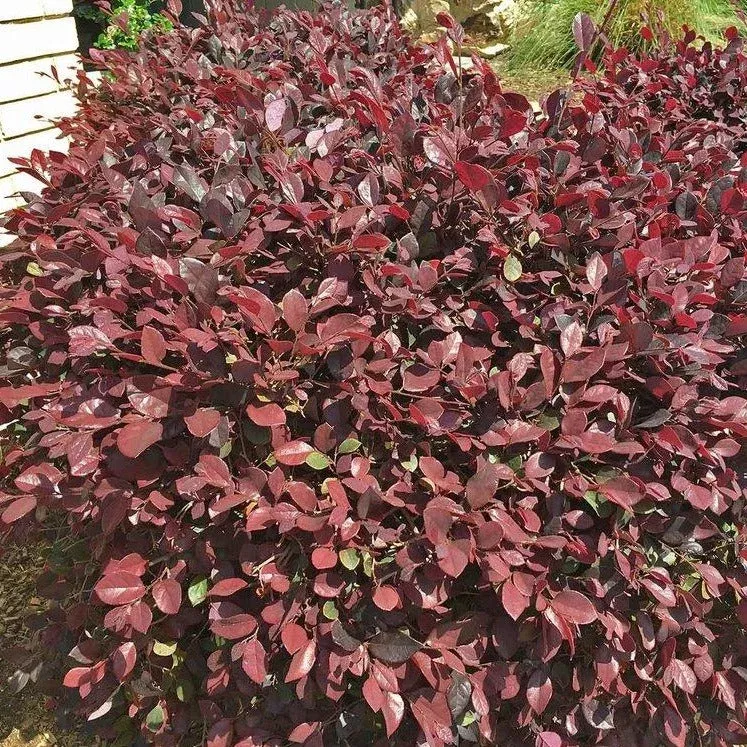 zhuzhou-loropetalum-chinese-fringe-flower Zhuzhou Loropetalum Chinese Fringe Flower