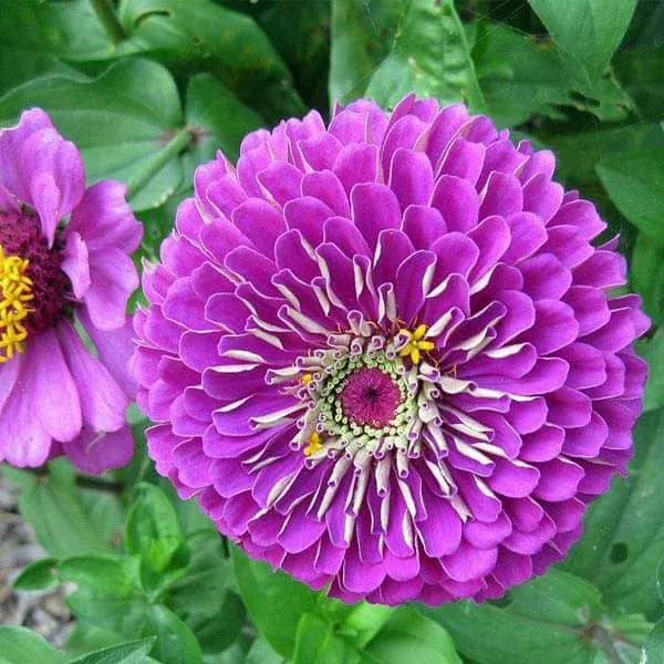 zinnia-f1-elegans-purple-flower-seeds Zinnia F1 Elegans Purple – Flower Seeds