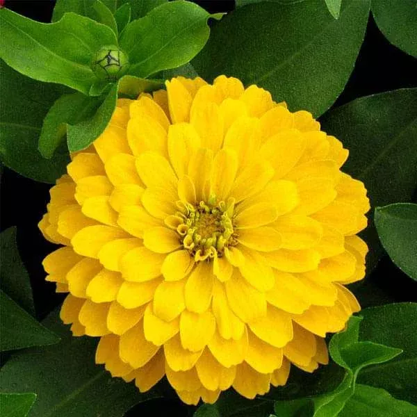 zinnia-f1-tall-yellow-flower-seeds Zinnia F1 Tall Yellow – Flower Seeds