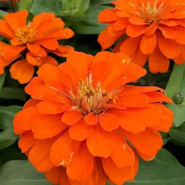 zinnia-orange-tall-desi-flower-seeds Zinnia Orange Tall – Desi Flower Seeds