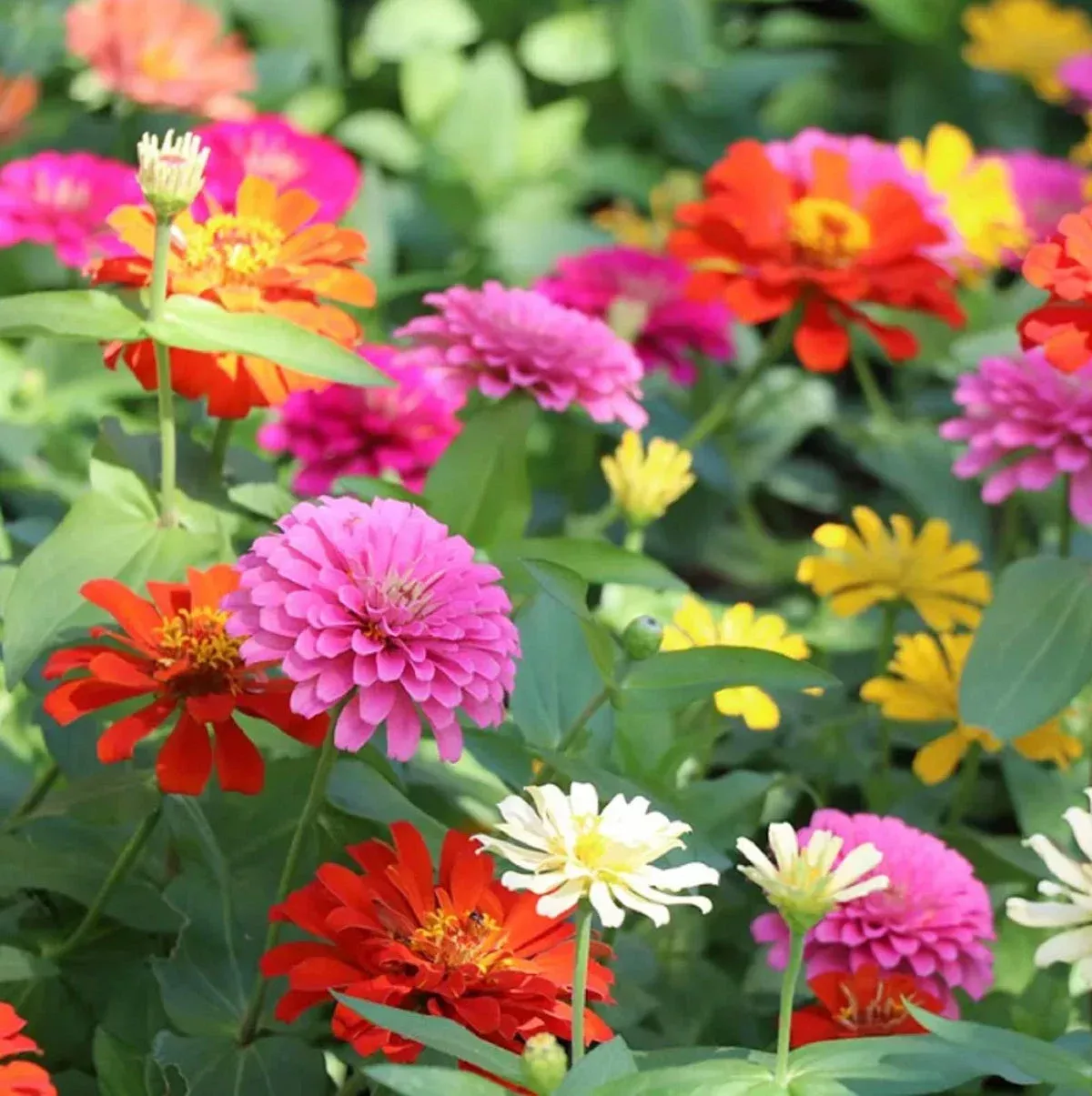 zinnien-samen-zum-pflanzen-f-r-leuchtende-bl-ten-erbst-ck-und-gentechnikfreie-sa Zinnien-Samen zum Pflanzen für leuchtende Blüten, Erbstück- und gentechnikfreie Samen für den HausgartenVerkauf