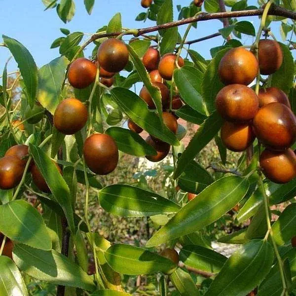 ziziphus-mauritiana-gol-ber-0-5-kg-seeds Ziziphus Mauritiana, Gol Ber – 0.5 kg Seeds