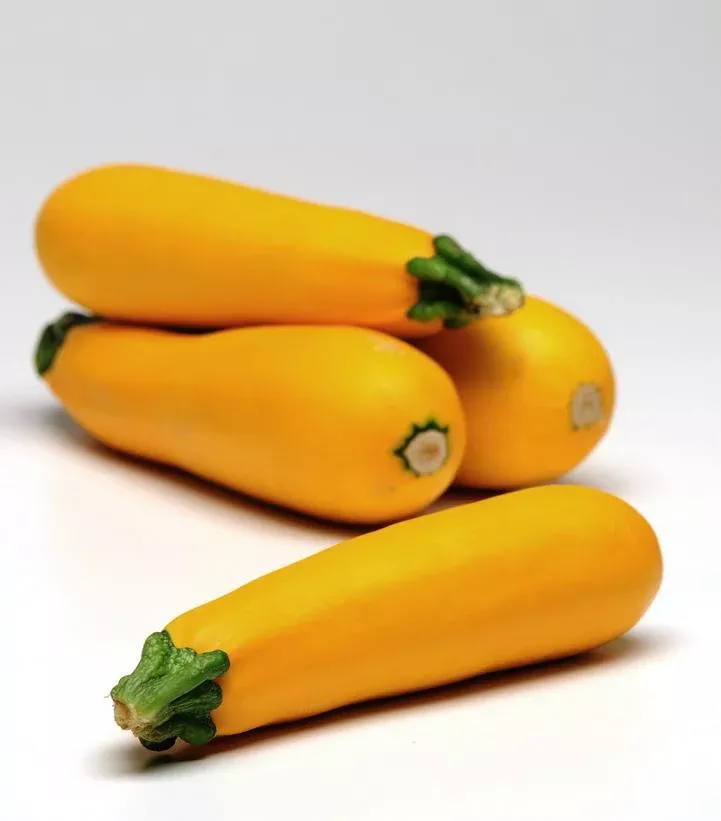 zucchini-easy-pick-gold Zucchini `Easy Pick Gold`
