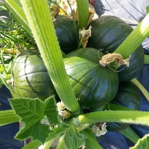 zucchini-round-tondo-green-vegetable-seeds Zucchini Round Tondo Green – Vegetable Seeds