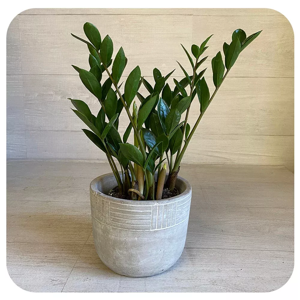 zz-plant-zamioculcas-zamiifolia ZZ plant (Zamioculcas Zamiifolia)