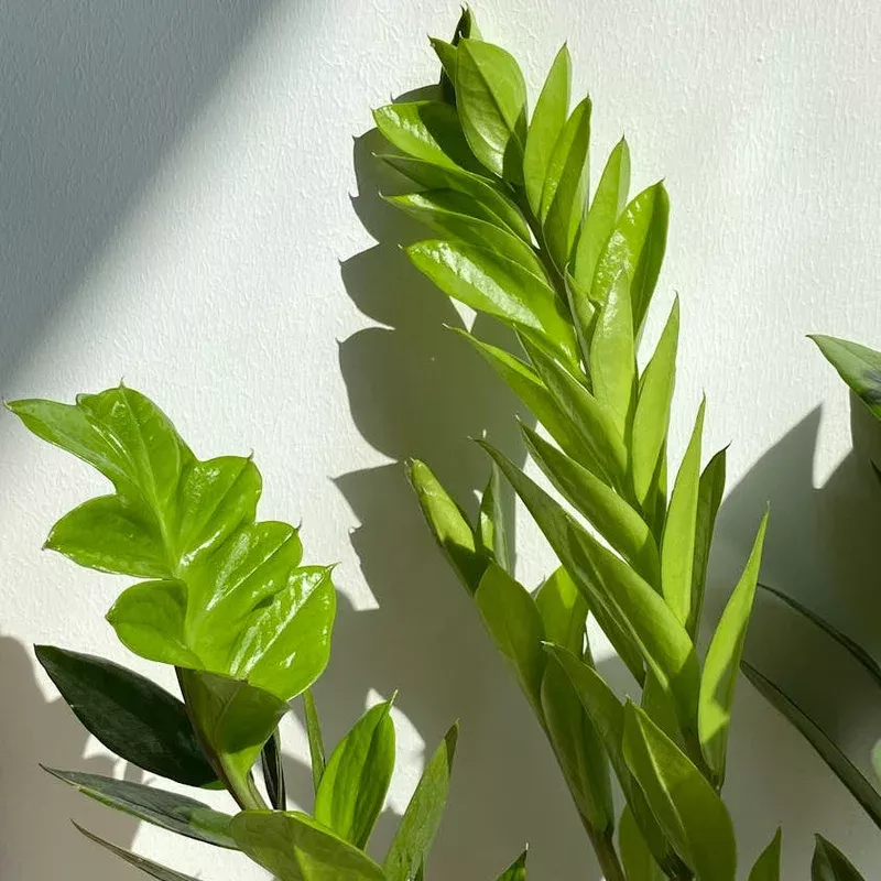 zz-zamioculcas-zamifolia-vc ZZ (Zamioculcas zamifolia) VC